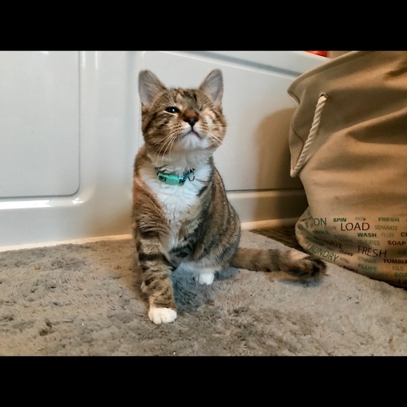 ❤️❤️😺🐶😻🐈🐕❤️❤️ - Picture 7 of 8